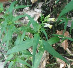 Melampyrum pratense