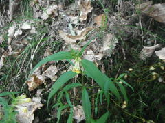 Melampyrum pratense