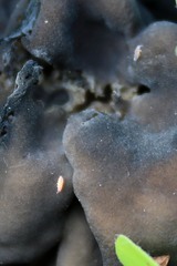 Ceratophysella denticulata