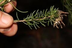 Aspalathus excelsa