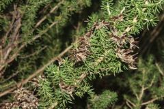 Aspalathus excelsa