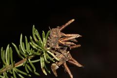 Aspalathus excelsa