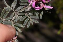 Indigofera praetermissa