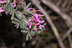 Indigofera praetermissa