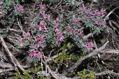 Indigofera praetermissa