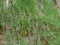 Tofieldia calyculata