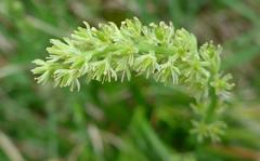 Tofieldia calyculata