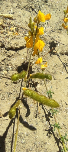 Image of Adenocarpus complicatus by (c) Santiago Martín-Bravo, some rights reserved (CC BY)