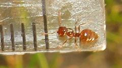 Crematogaster natalensis dulcis