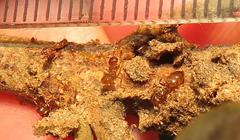 Crematogaster natalensis dulcis