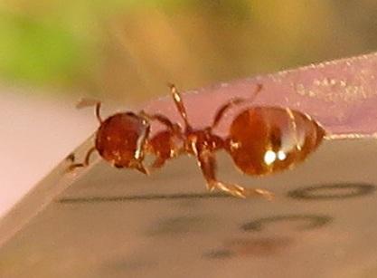 Crematogaster natalensis dulcisCrematogaster natalensis dulcis