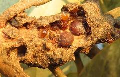 Crematogaster natalensis dulcis