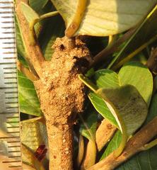 Crematogaster natalensis dulcis