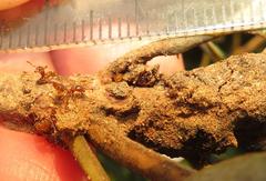 Crematogaster natalensis dulcis