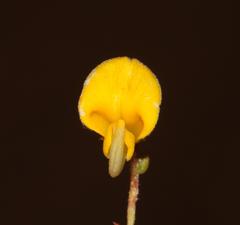 Aspalathus microphylla