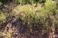 Aspalathus microphylla