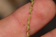 Aspalathus microphylla