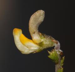 Aspalathus microphylla