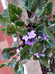 Streptocarpus ionanthus