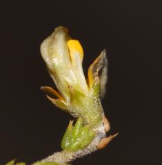 Aspalathus microphylla