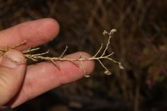 Aspalathus microphylla