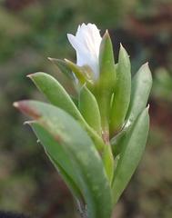 Delosperma litorale