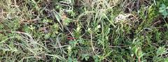 Delosperma litorale