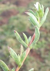 Delosperma litorale