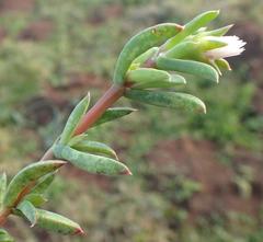 Delosperma litorale