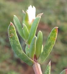 Delosperma litorale