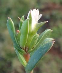 Delosperma litorale