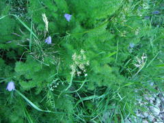 Meum athamanticum