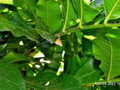 Charaxes wakefieldi