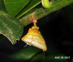 Charaxes wakefieldi