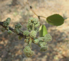 Dombeya rotundifolia image