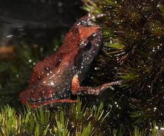 Arthroleptella lightfooti