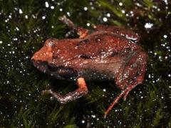 Arthroleptella lightfooti