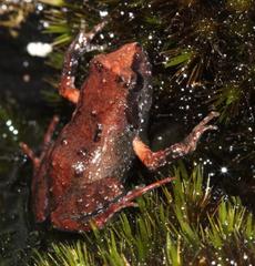 Arthroleptella lightfooti