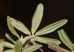 Indigofera filiformis