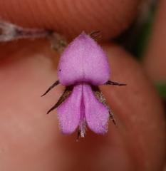 Indigofera filiformis