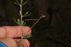 Indigofera filiformis