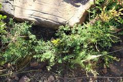 Indigofera filiformis