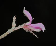 Indigofera filiformis