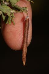 Indigofera filiformis