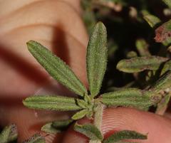 Indigofera filiformis
