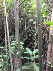 Smallanthus pyramidalis