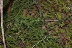 Indigofera filiformis