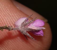 Indigofera filiformis