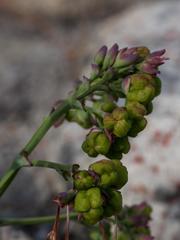 Codonorhiza micrantha