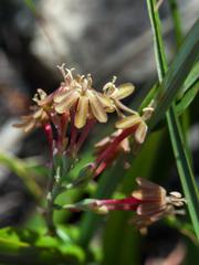 Codonorhiza micrantha